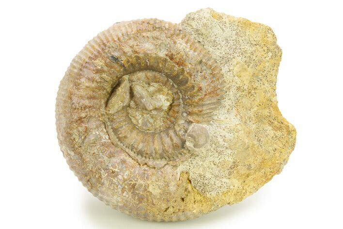Jurassic Ammonite (Stephanoceras) Fossil - France #289072